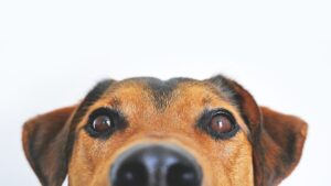 Hundehaltegesetz