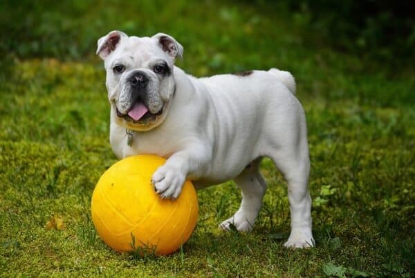 Das Beziehungsdreieck im tiergestützten Setting - Workshop mit Hund