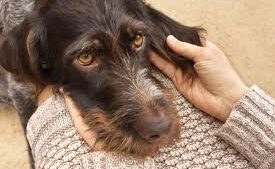 Schmerzerkennung beim Hund