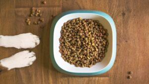 Allergien und Unverträglichkeiten beim Hund