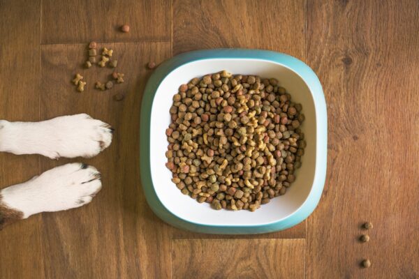 Allergien und Unverträglichkeiten beim Hund