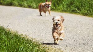 Wirst du jemals zurückkommen? Lass mich nicht zurück!!