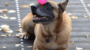 Zirkustricks effektvoll einsetzen