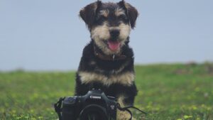 Camera on! – Verhalten verstehen  durch Videoanalyse